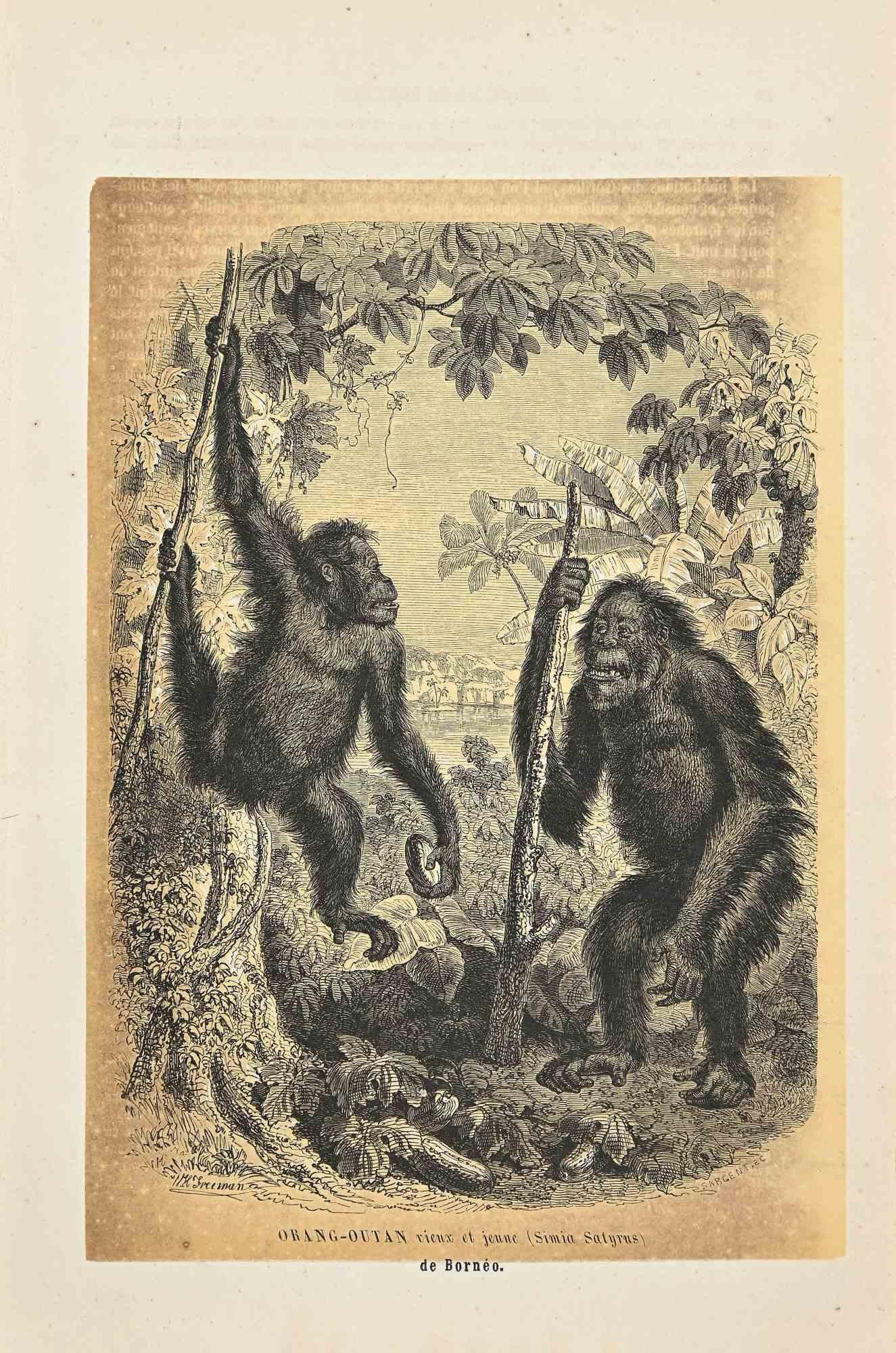 Orang-Outan is an original lithograph on ivory-colored paper, realized by Paul Gervais (1816-1879). The artwork is from The Series of "Les Trois Règnes de la Nature", and was published in 1854.

Good conditions except for some fixings.

Titled on