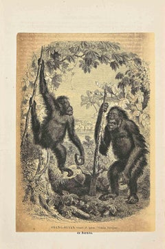 Orang-Outan - Lithographie originale de Paul Gervais - 1854