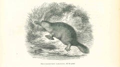 Ornithorhynque Paradoxal - Original Lithograph by Paul Gervais - 1854