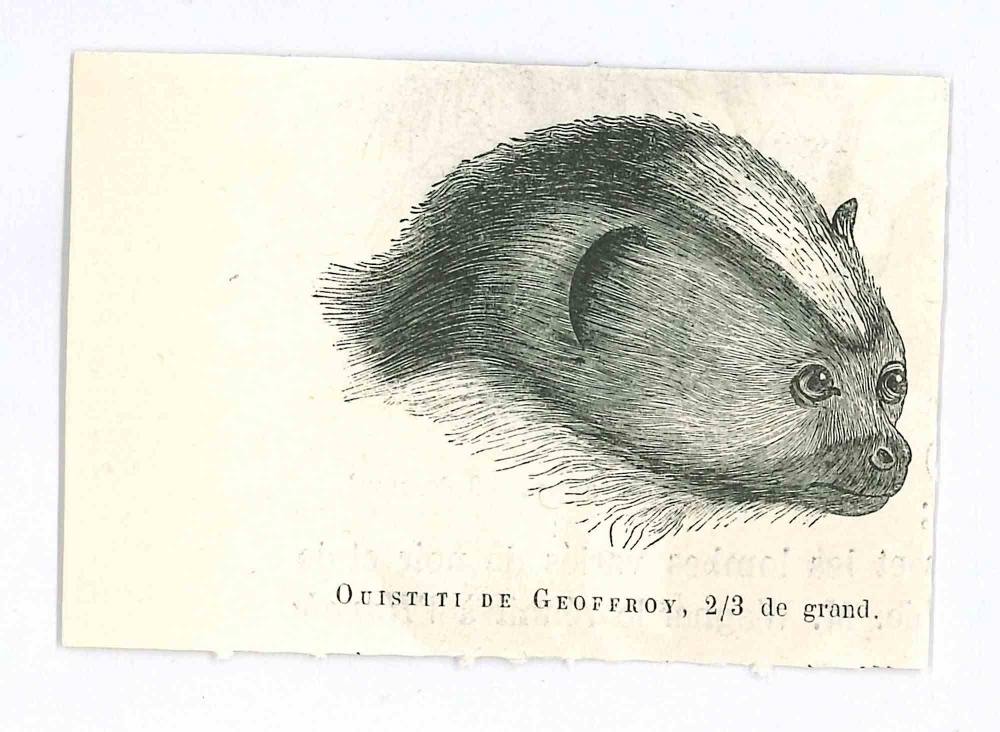 Oiseau Estampes - Animaux