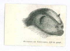 Ouistiti de Geoffroy - Litografia di Paul Gervais - 1854