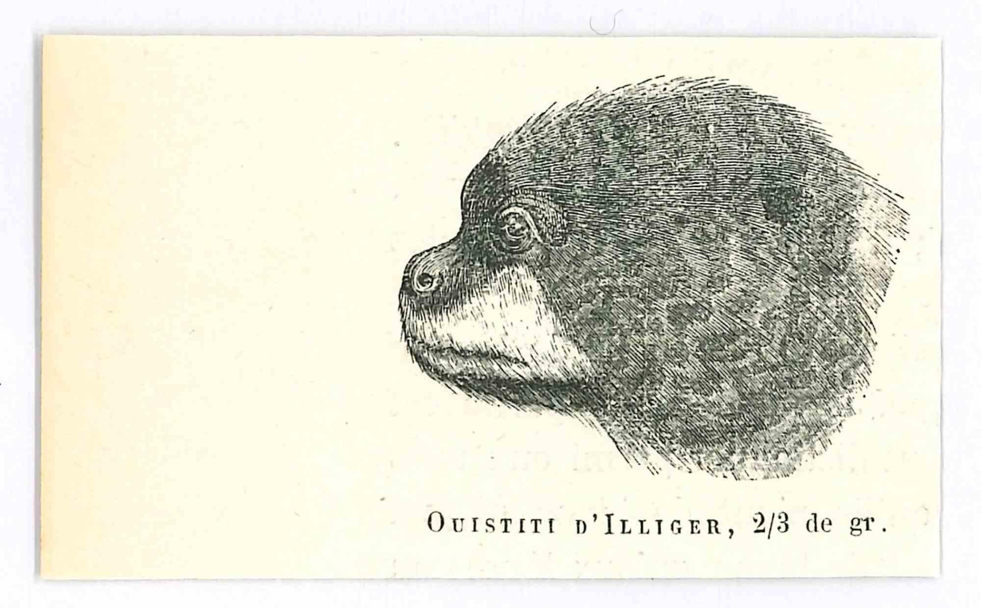 Ouistiti è una litografia originale su carta color avorio, realizzata da Paul Gervais (1816-1879). L'opera è tratta dalla serie "Les Trois Règnes de la Nature" ed è stata pubblicata nel 1854.

Buone condizioni.

Titolato in basso. Con le note sul