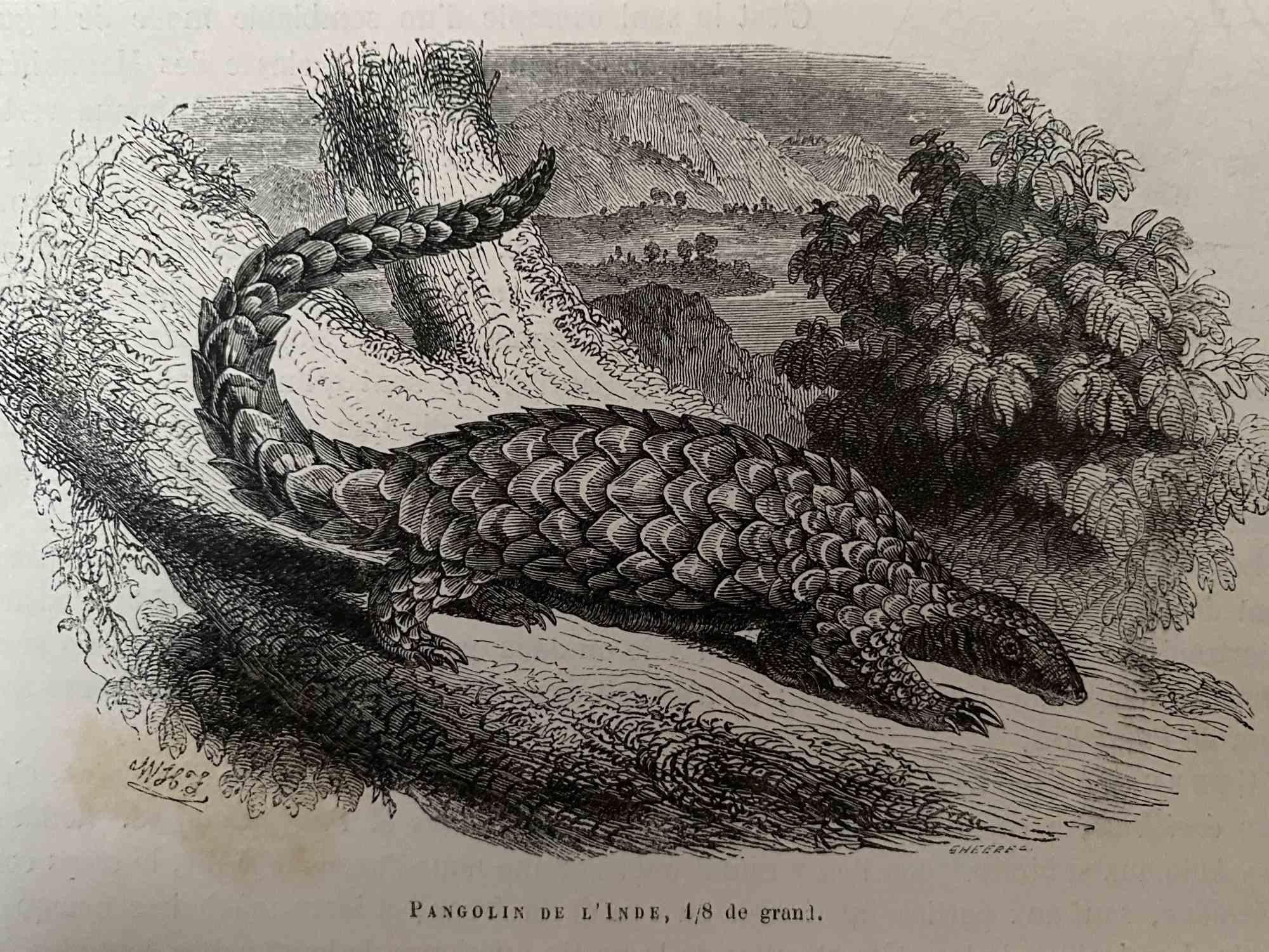Pangolin De L'Inde - Original Lithograph by Paul Gervais - 1854