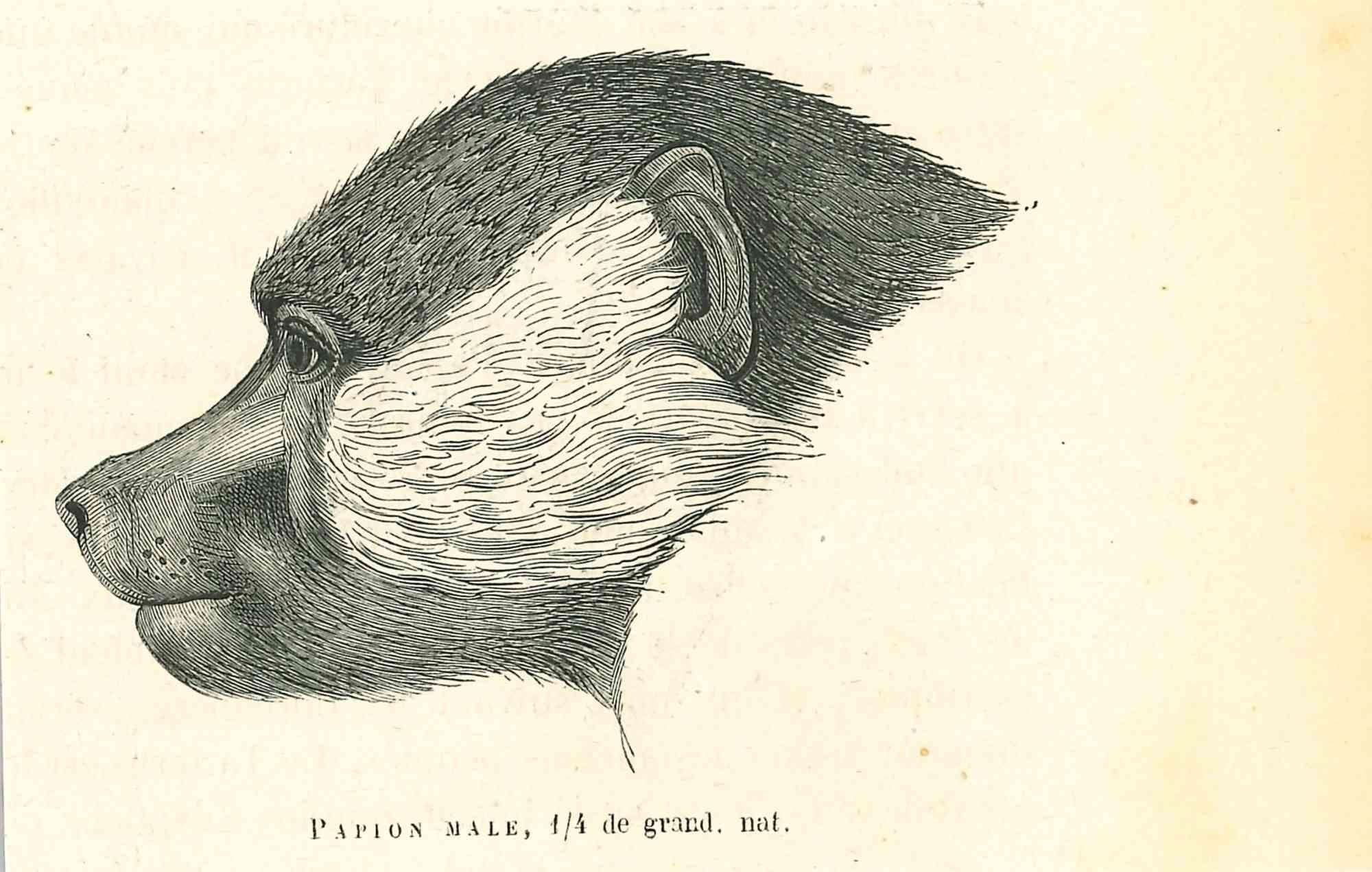 Papion Male è una litografia originale su carta color avorio, realizzata da Paul Gervais (1816-1879). L'opera è tratta dalla serie "Les Trois Règnes de la Nature" ed è stata pubblicata nel 1854.

Buone condizioni.

Titolato in basso. Con le note sul