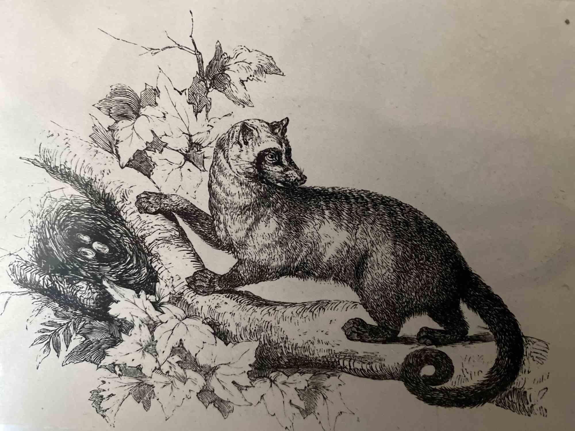 Paradoxure Bondar ist eine Originallithografie auf elfenbeinfarbenem Papier, die von Paul Gervais (1816-1879) geschaffen wurde. Das Kunstwerk stammt aus der Serie "Les Trois Règnes de la Nature" und wurde 1854 veröffentlicht.

Gute Bedingungen.

Auf
