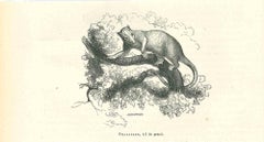 Phalanger – Originallithographie von Paul Gervais – 1854