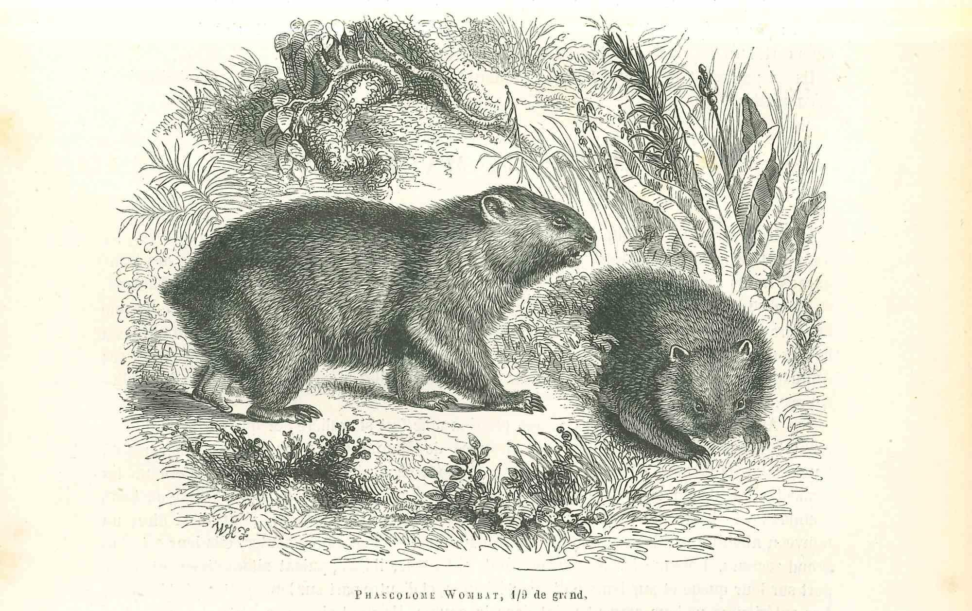 Phascolome Wombat è una litografia originale su carta color avorio, realizzata da Paul Gervais (1816-1879). L'opera è tratta dalla serie "Les Trois Règnes de la Nature" ed è stata pubblicata nel 1854.

Buone condizioni.

Titolato in basso. Con le