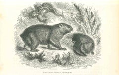 Phascolome Wombat - Lithographie de Paul Gervais - 1854