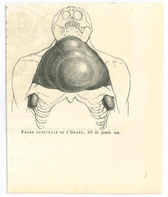 Poche Gutturale de l'Orange - Lithographie originale de Paul Gervais - 1854