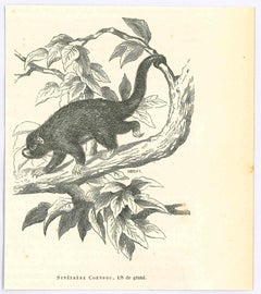 Porcupine à queue de préhensile - Lithographie originale de Paul Gervais - 1854