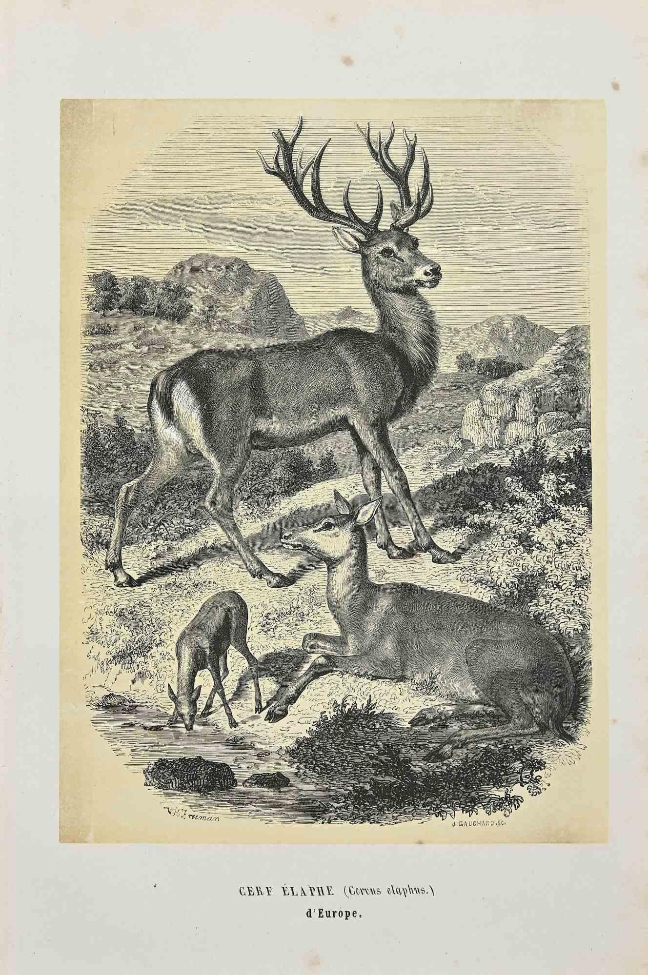 Rothirsch  ist eine Originallithografie auf elfenbeinfarbenem Papier, die von Paul Gervais (1816-1879) geschaffen wurde. Das Kunstwerk stammt aus der Serie "Les Trois Règnes de la Nature" und wurde 1854 veröffentlicht.

Guter Zustand bis auf einige