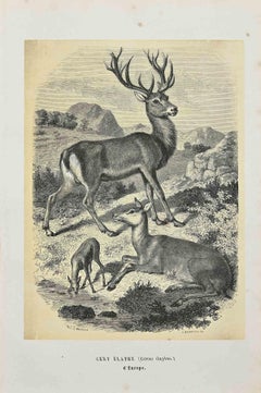 Red Deer - Original Lithograph by Paul Gervais - 1854