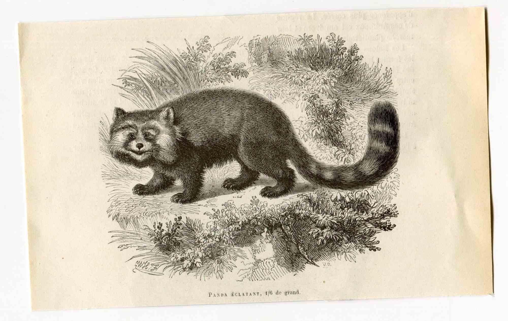 Red Panda - Lithograph by Paul Gervais - 1854