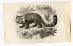Lithographie Panda rouge de Paul Gervais - 1854