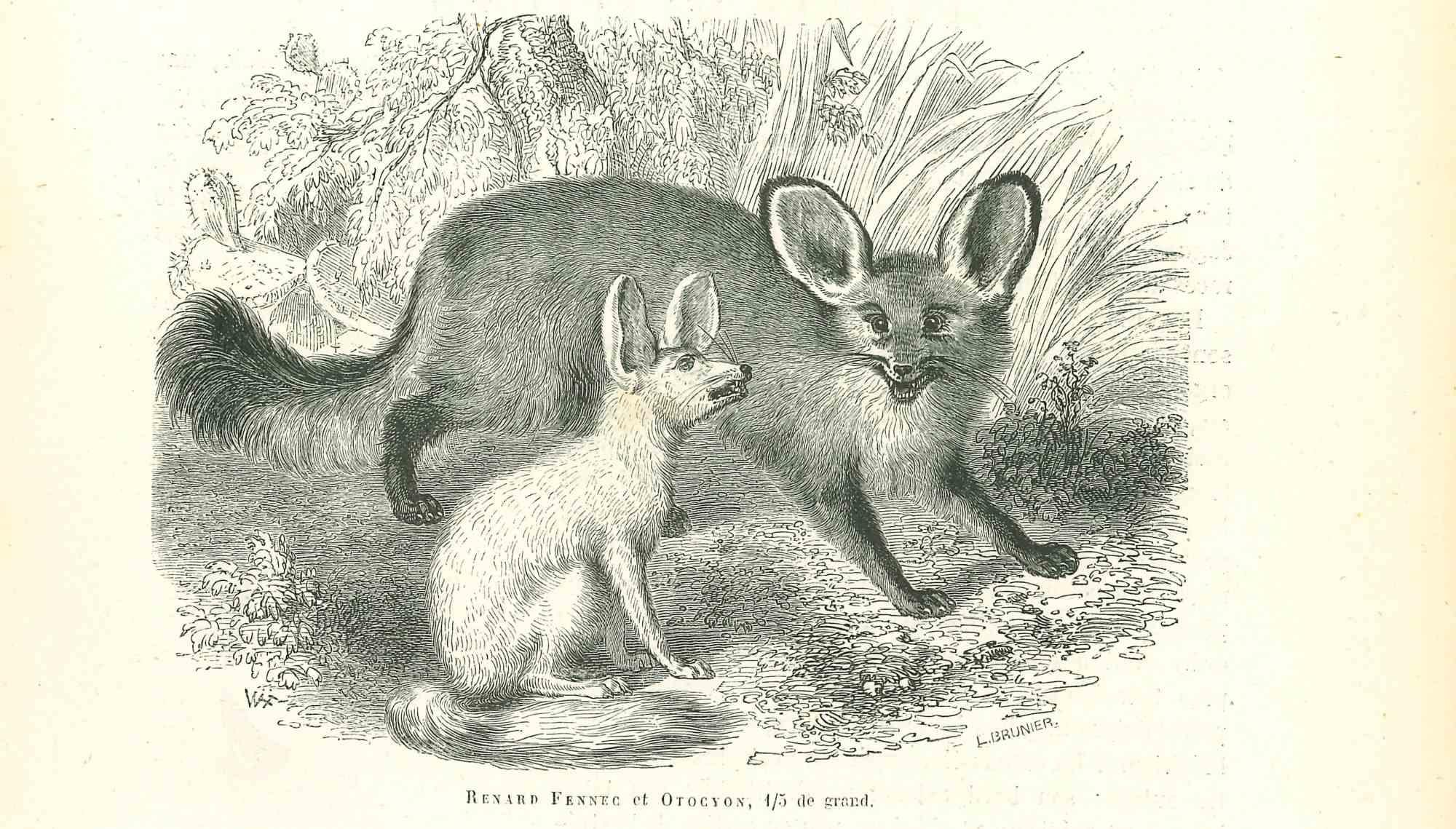 Renard Fennec is a lithograph on ivory-colored paper, realized by Paul Gervais (1816-1879). The artwork is from The Series of "Les Trois Règnes de la Nature", and was published in 1854.

Good conditions.

Titled on the lower. With the notes on the