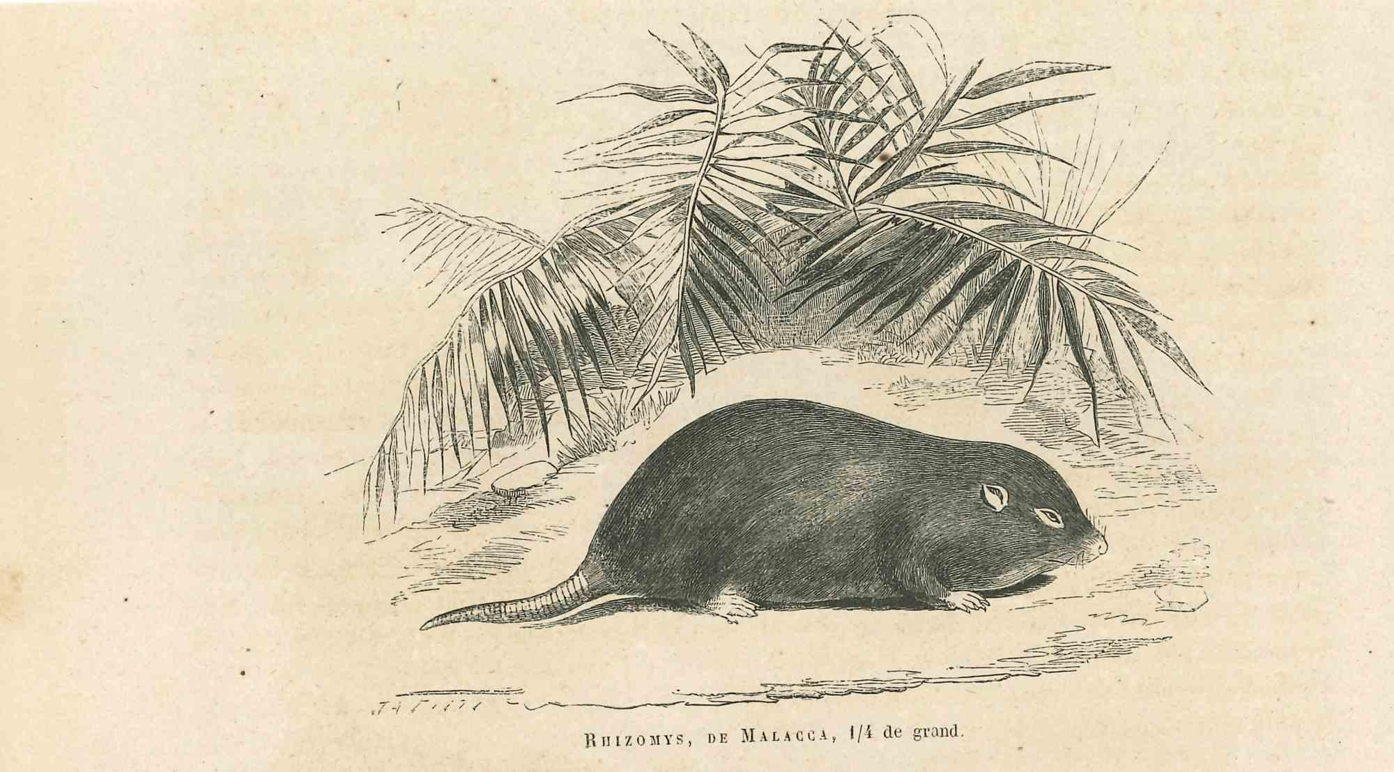crocidura trichura