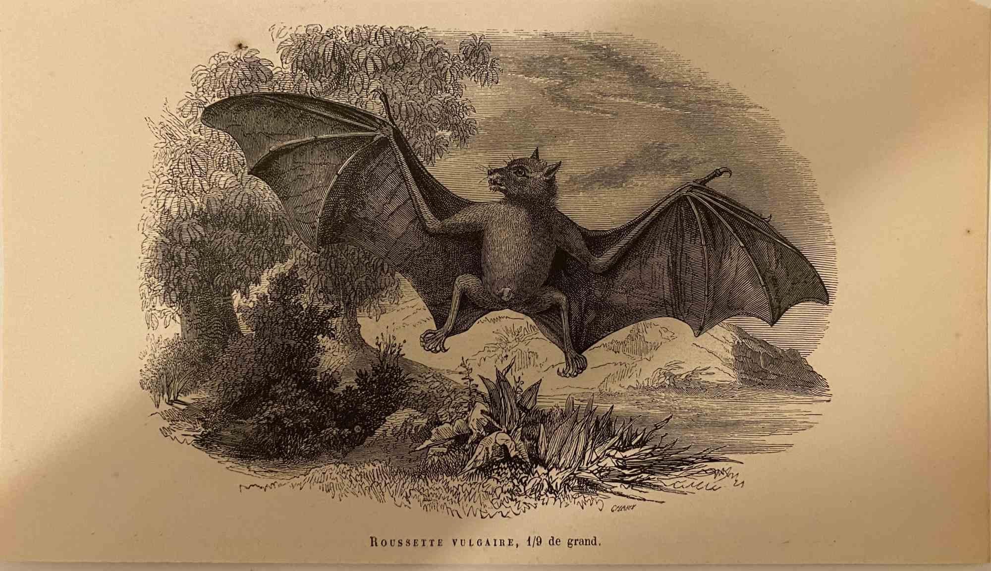Roussette Vulgaire – Originallithographie von Paul Gervais, 1854