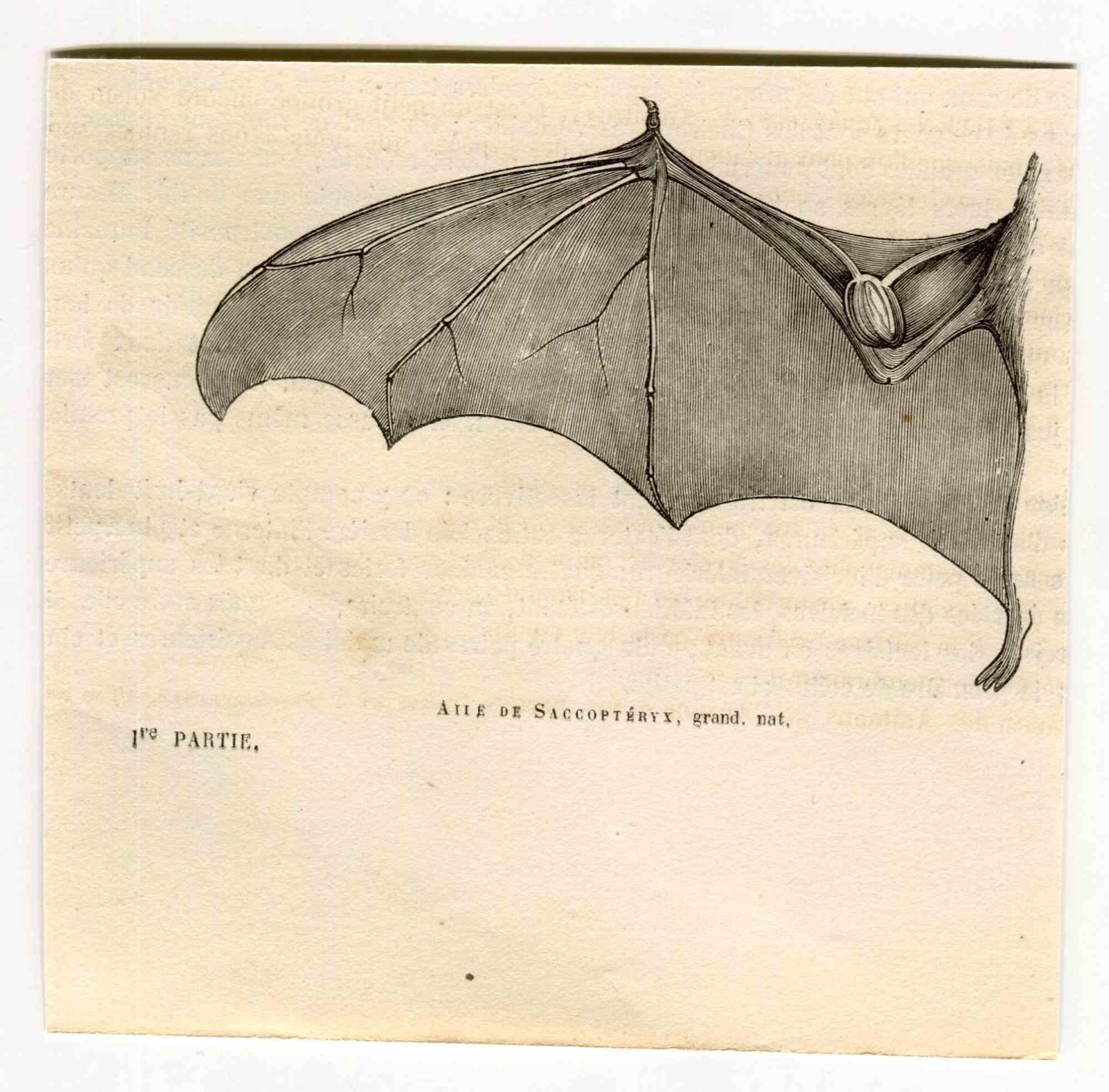 Saccoptery's Wing ist eine Originallithografie auf elfenbeinfarbenem Papier, die von Paul Gervais (1816-1879) realisiert wurde. Das Kunstwerk stammt aus der Serie "Les Trois Règnes de la Nature" und wurde 1854 veröffentlicht.

Gute Bedingungen.

Auf