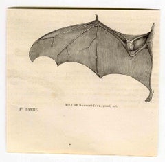 Saccoptery's Wing – Lithographie von Paul Gervais – 1854