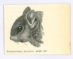 Sciuroptere – Lithographie von Paul Gervais – 1854