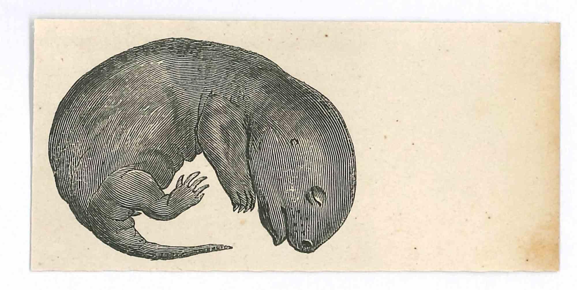 Lithographe originale Sleeping de Paul Gervais, 1854