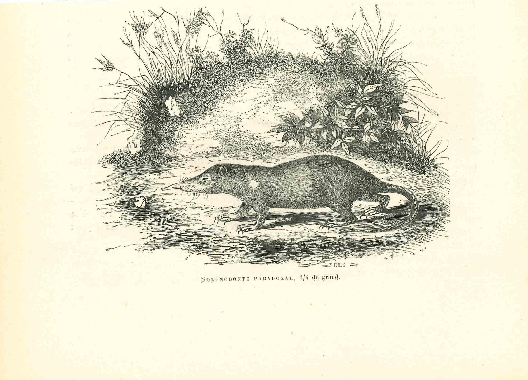 Solénodonte Paradoxal - Original Lithograph by Paul Gervais - 1854