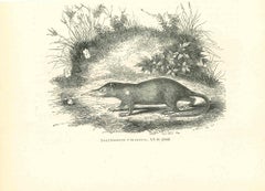 Solénodonte Paradoxal - Lithographie originale de Paul Gervais - 1854