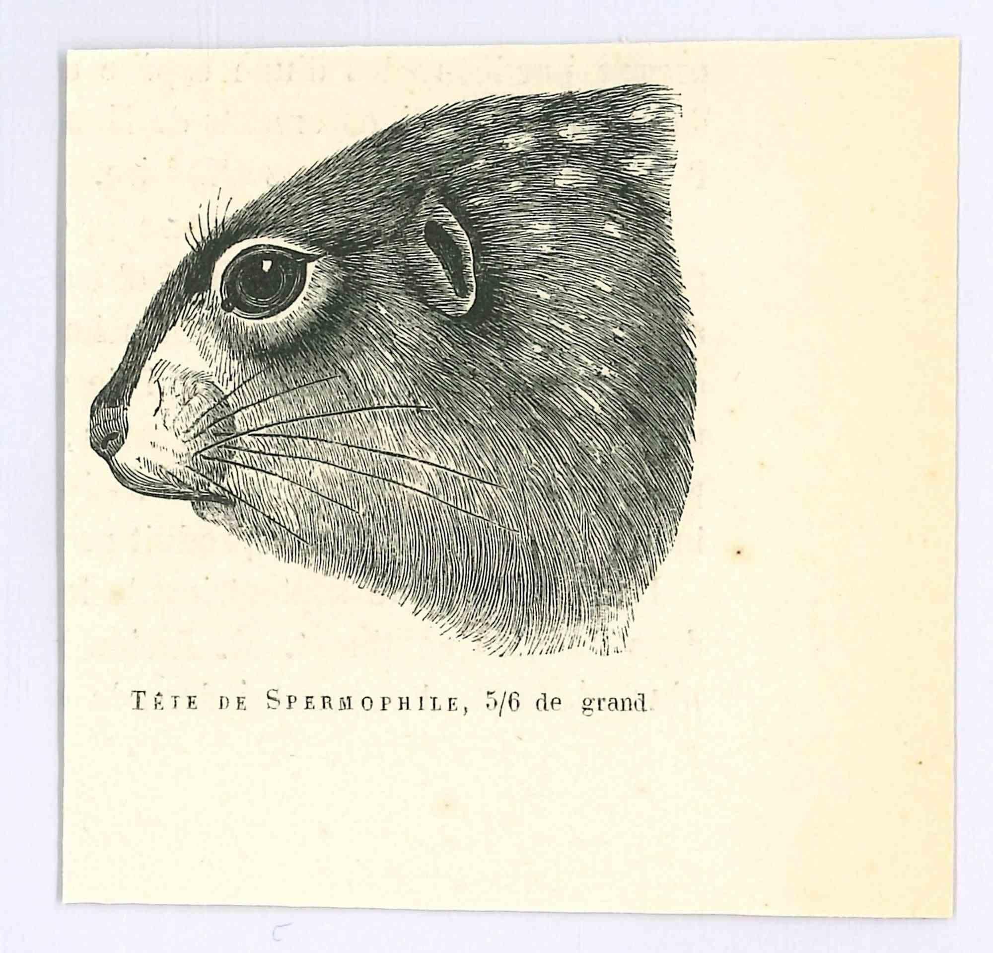 Spermophilus is an original lithograph on ivory-colored paper, realized by Paul Gervais (1816-1879). The artwork is from The Series of "Les Trois Règnes de la Nature", and was published in 1854.

Good conditions.

Titled on the lower. With the notes