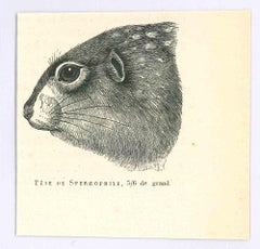 Original Lithographie „P Spermophilus“ von Paul Gervais, 1854