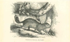 Spermophilus - Original Lithograph by Paul Gervais - 1854