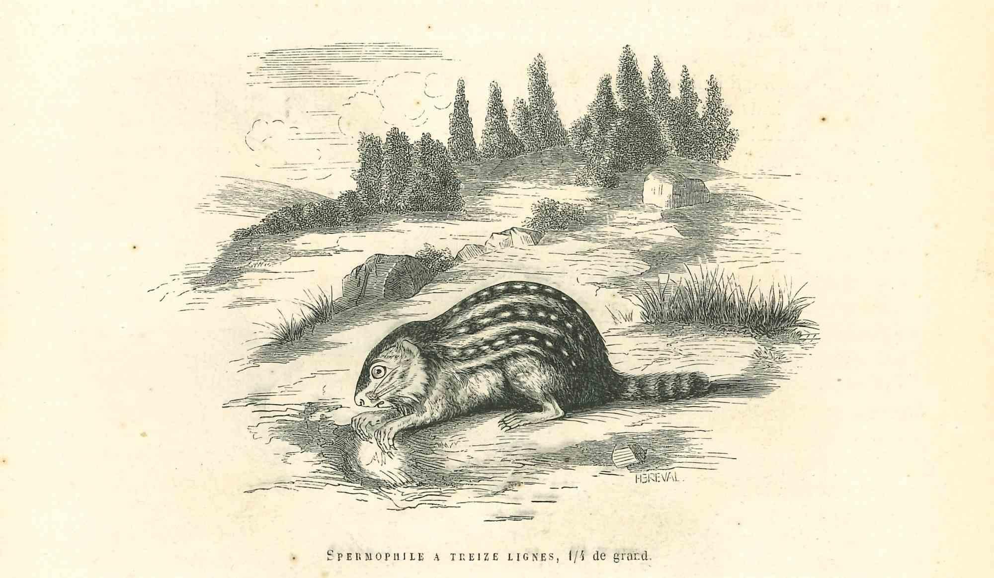 Spermophilus is an original lithograph on ivory-colored paper, realized by Paul Gervais (1816-1879). The artwork is from The Series of "Les Trois Règnes de la Nature", and was published in 1854.

Good conditions.

Titled on the lower. With the notes