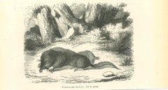 Star-Nosed Mole – Originallithographie von Paul Gervais – 1854