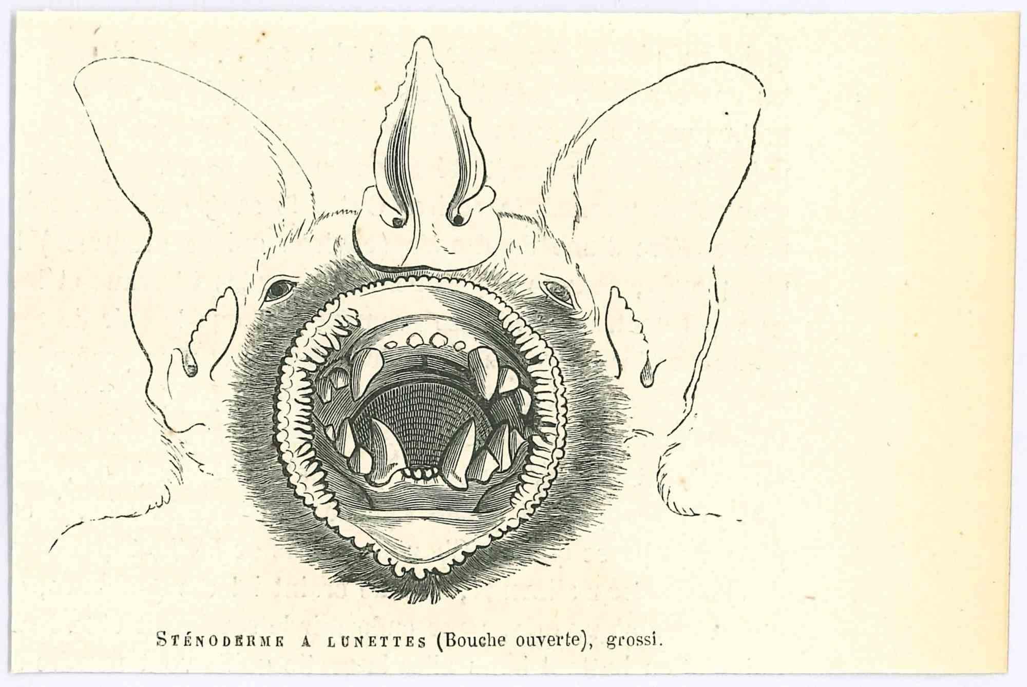 Sténoderme à Lunettes - Original Lithograph by Paul Gervais - 1854