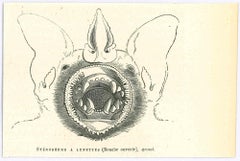 Lunettes de Stnoderme - Lithographie originale de Paul Gervais - 1854