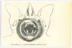 Sténoderme à Lunettes - Original Lithograph by Paul Gervais - 1854