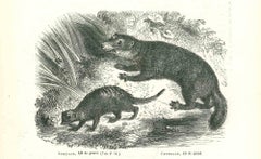 Suricate - Lithographie originale de Paul Gervais - 1854