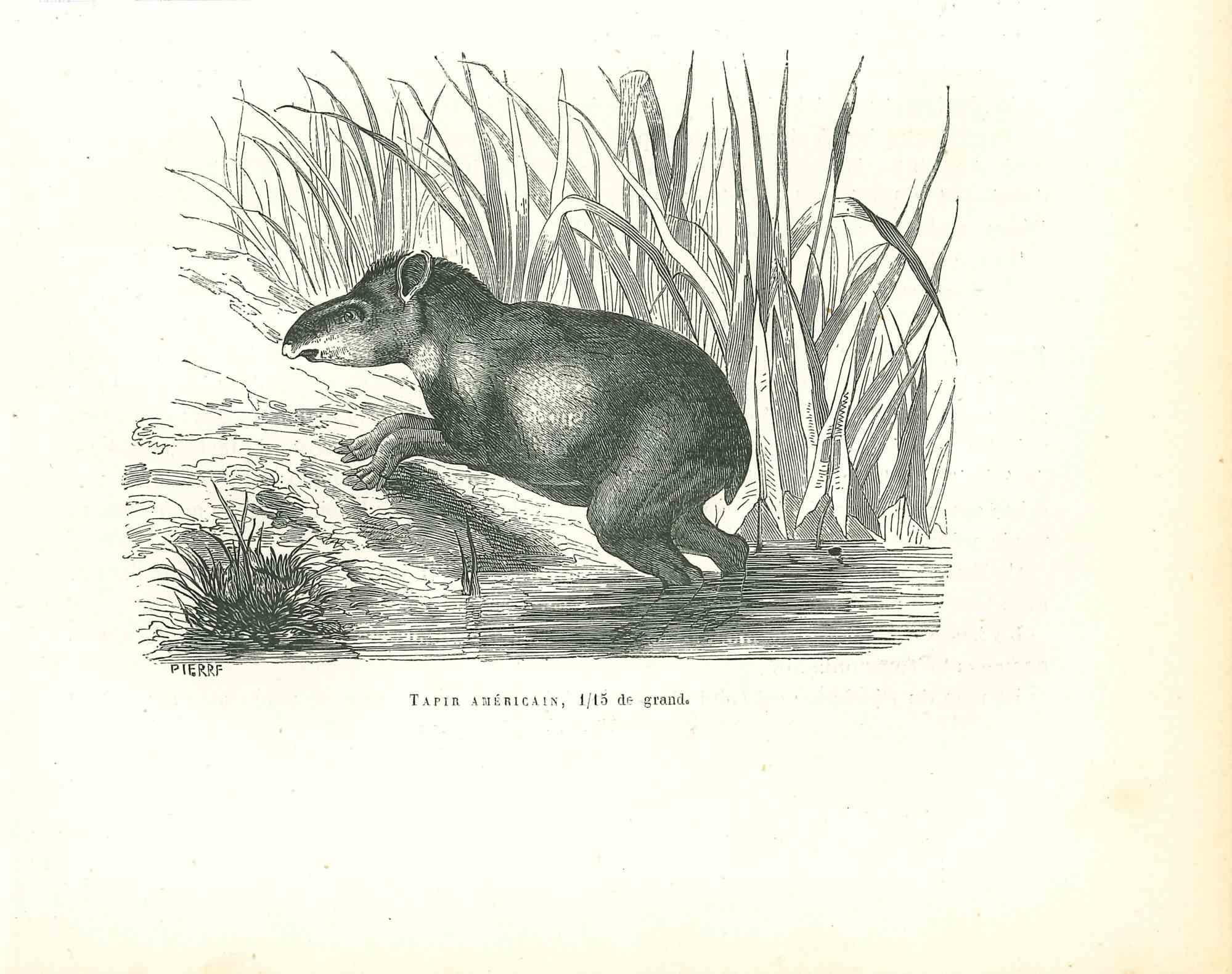 Tapir Américain is an original lithograph on ivory-colored paper, realized by Paul Gervais (1816-1879). The artwork is from The Series of "Les Trois Règnes de la Nature", and was published in 1854.

Good conditions.

Titled on the lower. With the