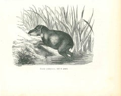 Tapir Amricain  - Lithographie originale de Paul Gervais - 1854