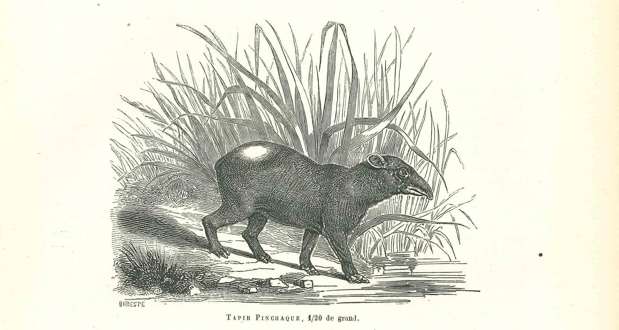 Tapir Pinchaque  - Original Lithograph by Paul Gervais - 1854