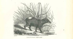 Tapir Pinchaque  - Lithographie originale de Paul Gervais - 1854