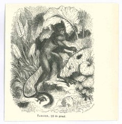Tarsier - Lithographie originale de Paul Gervais - 1854