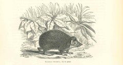 Tendrac pineux – Originallithographie von Paul Gervais – 1854