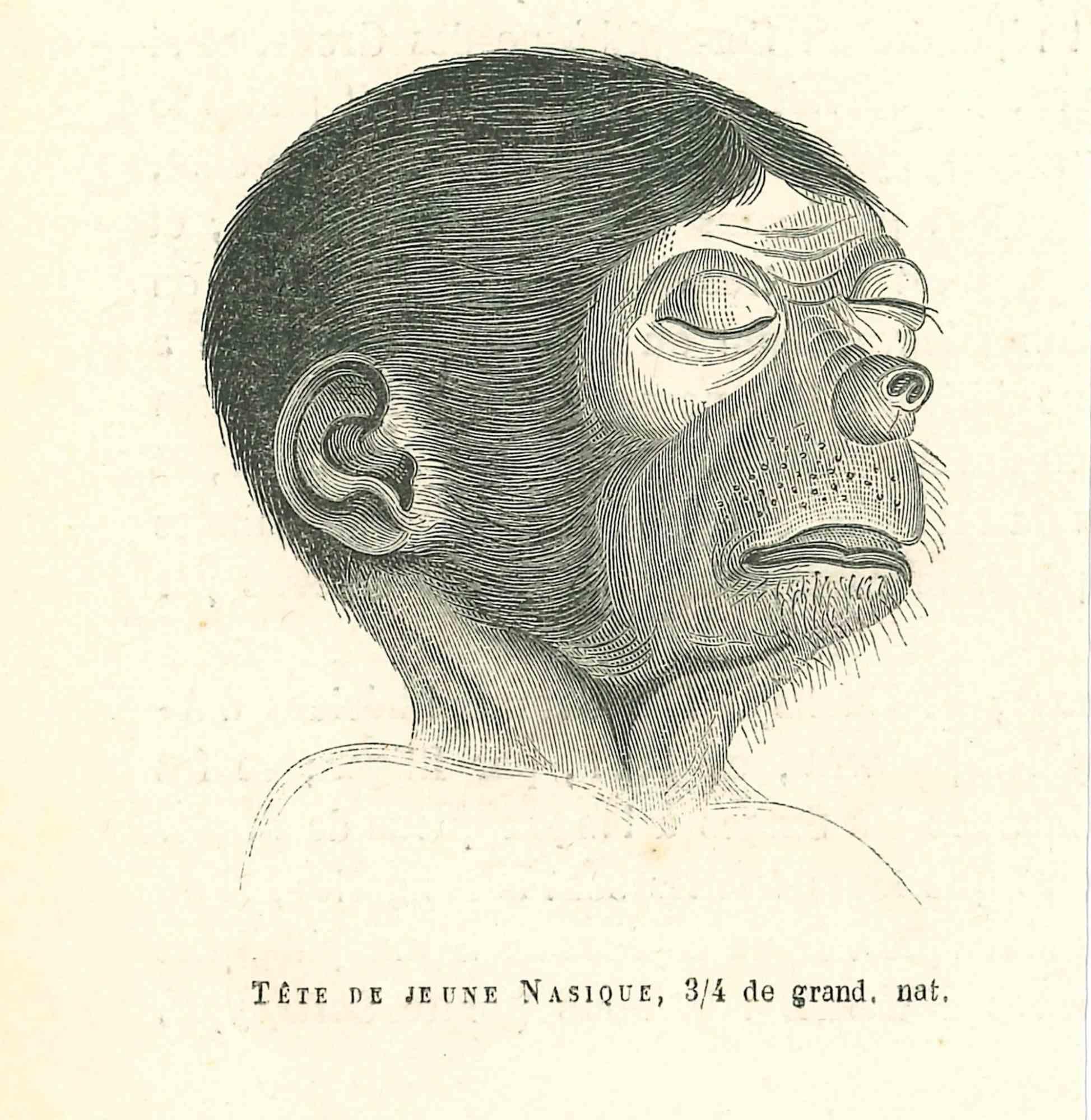 Tte De Jeune Nasique - Lithographie de Paul Gervais - 1854