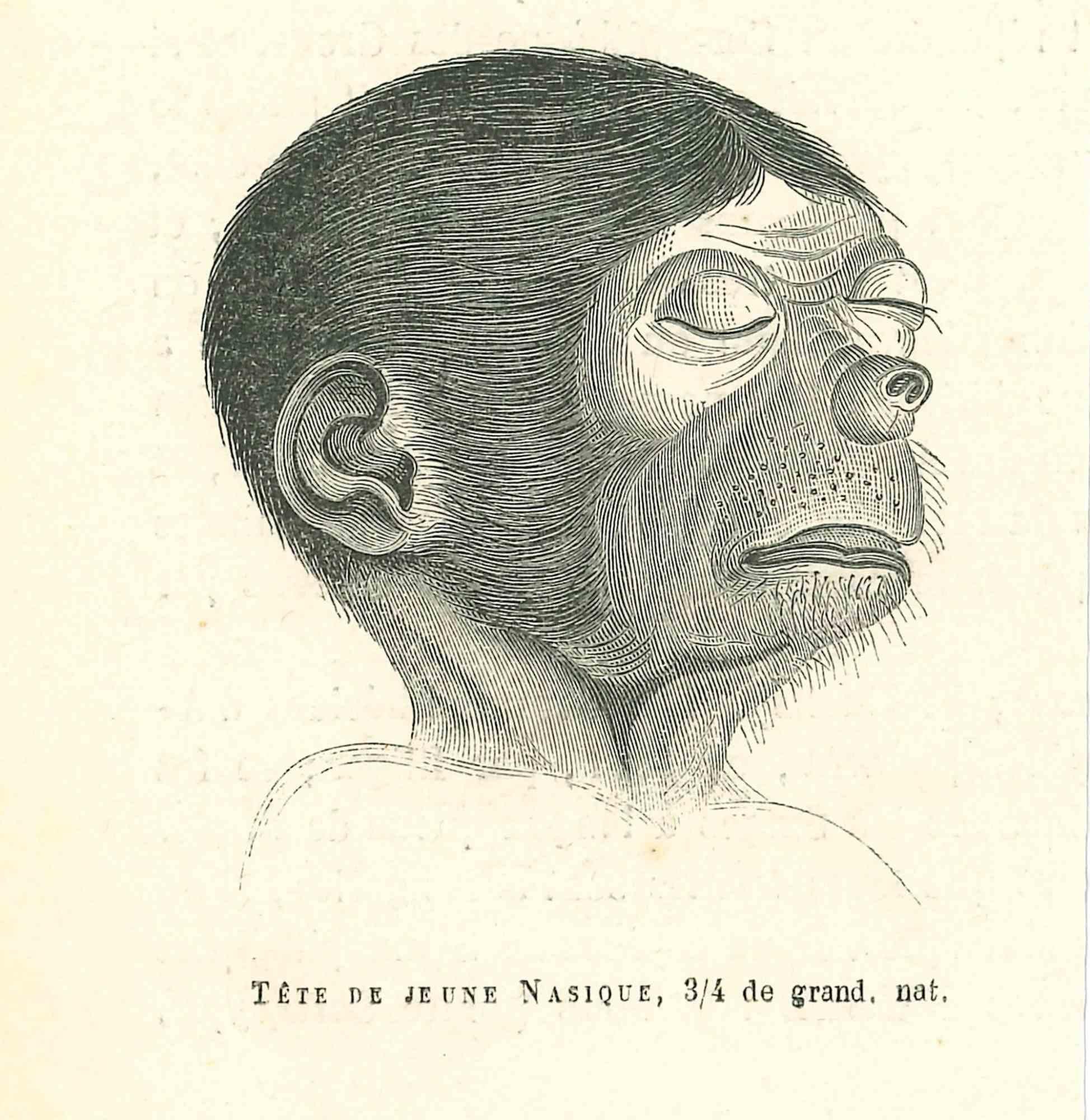 Tête De Jeune Nasique es una litografía original sobre papel de color marfil, realizada por Paul Gervais (1816-1879). La obra pertenece a la serie de "Les Trois Règnes de la Nature", y fue publicada en 1854.

Buenas condiciones.

Titulado en la