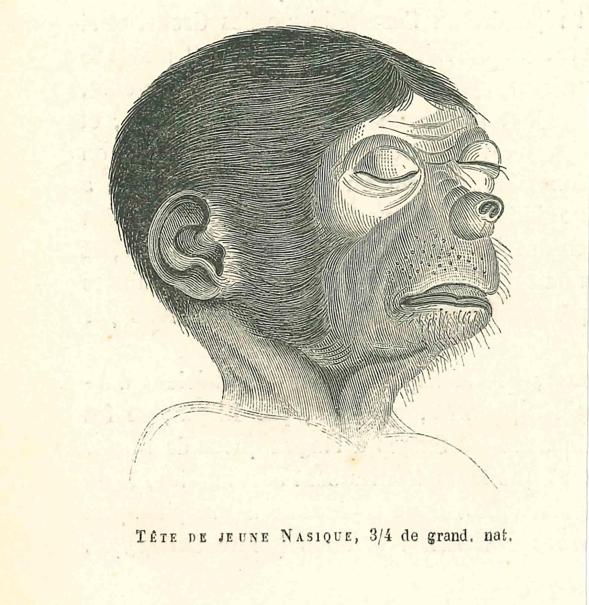 Tête De Jeune Nasique - Lithograph by Paul Gervais - 1854