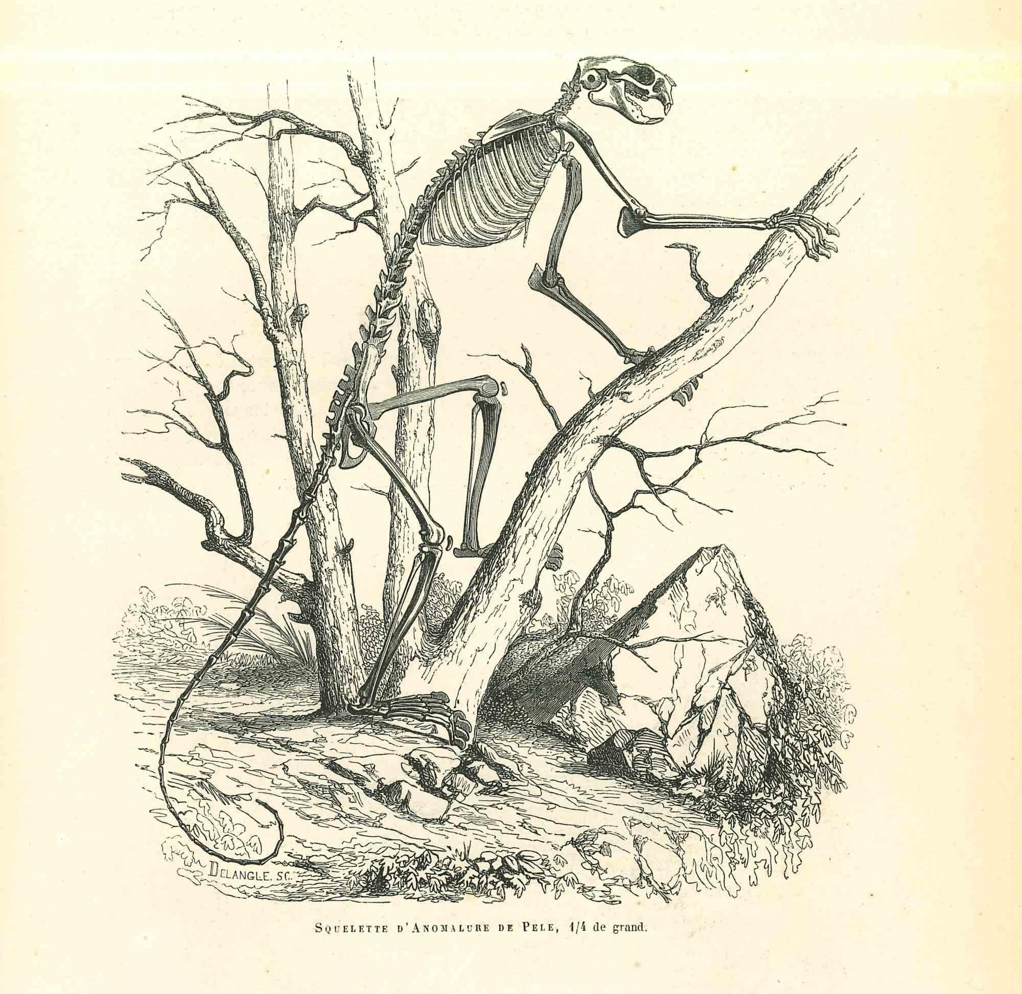 The Animal Skeleton is an original lithograph on ivory-colored paper, realized by Paul Gervais (1816-1879). The artwork is from The Series of "Les Trois Règnes de la Nature", and was published in 1854.

Good conditions.

Titled on the lower. With