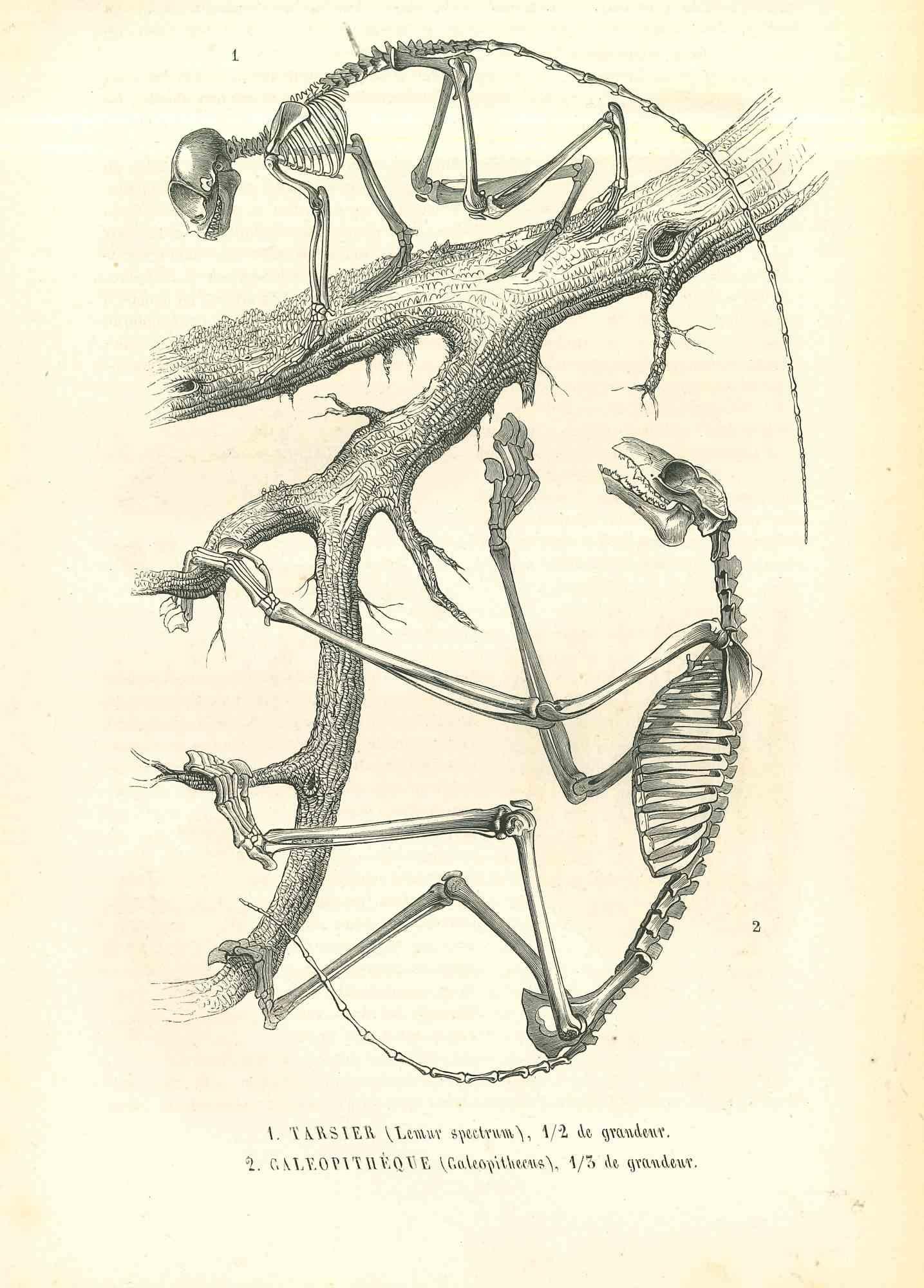 possum skeleton structure