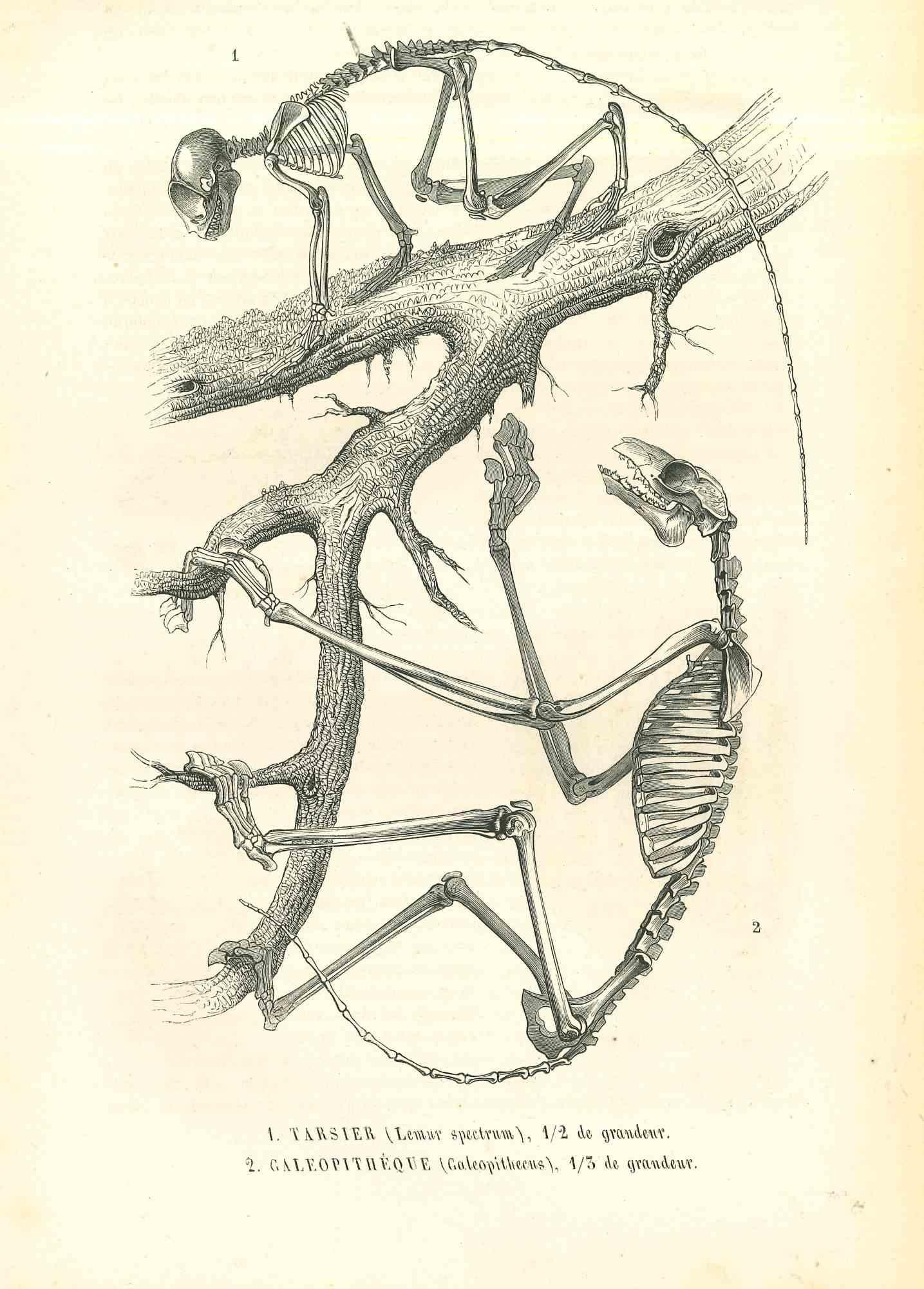 Le Squelette d'animal est une lithographie originale sur papier ivoire, réalisée par Paul Gervais (1816-1879). L'œuvre est tirée de la série "Les Trois Règnes de la Nature", et a été publiée en 1854.

Bonnes conditions.

Titre sur la partie