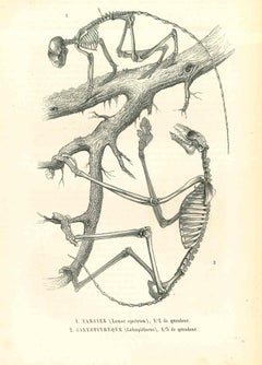The Animal Skeleton  - Original Lithograph by Paul Gervais - 1854