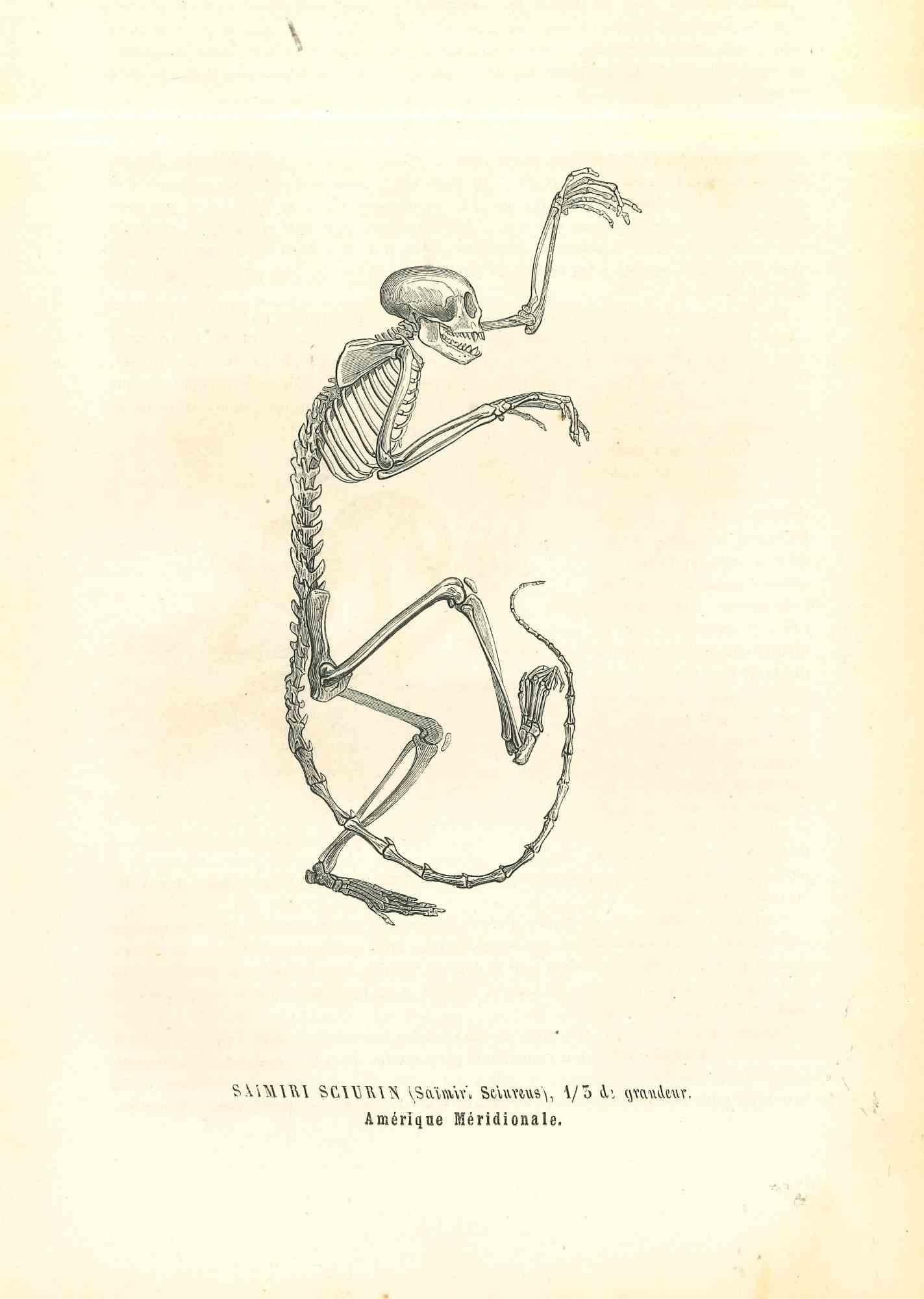 Le Squelette animal est une lithographie originale sur papier couleur ivoire, réalisée par Paul Gervais (1816-1879). L'œuvre est tirée de la série "Les Trois Règnes de la Nature", et a été publiée en 1854.

Bonnes conditions.

Titré sur le bas. Avec